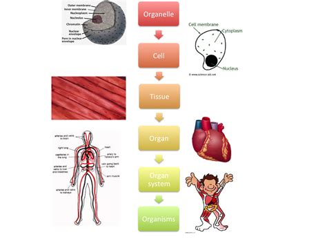 Cell Tissue Organ Organ System Organism Diagram 1.2 Structur