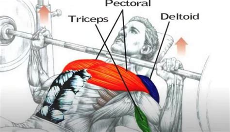 Bench Press Muscles Worked: Incline vs Decline (Why Dumbbell Is Even ...