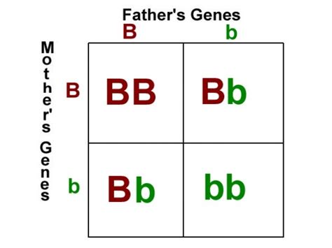 Biology unit 5 genetics punnett square notes