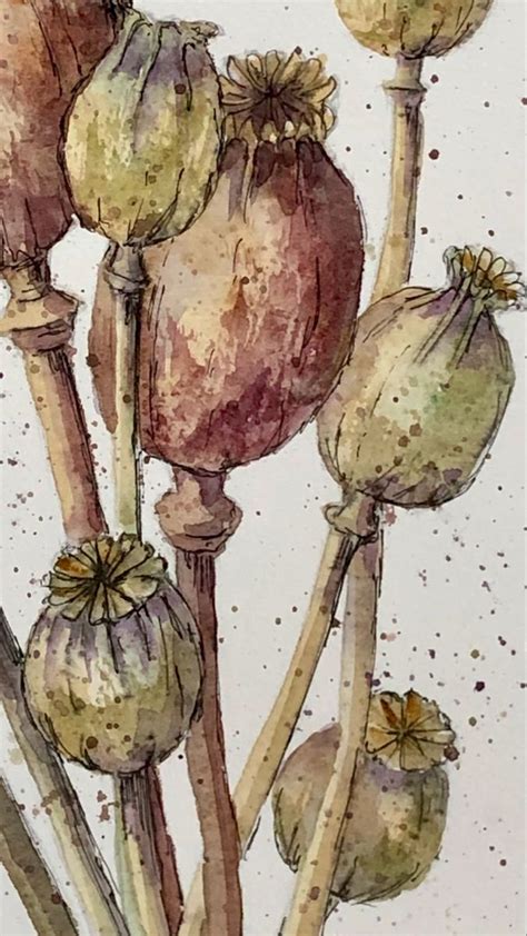 Poppy Seed Heads | Watercolor flower art, Watercolor art lessons ...