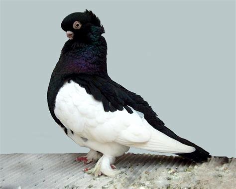 Ancient Tumbler Pigeon ~ ENCYCLOPEDIA OF PIGEON BREEDS