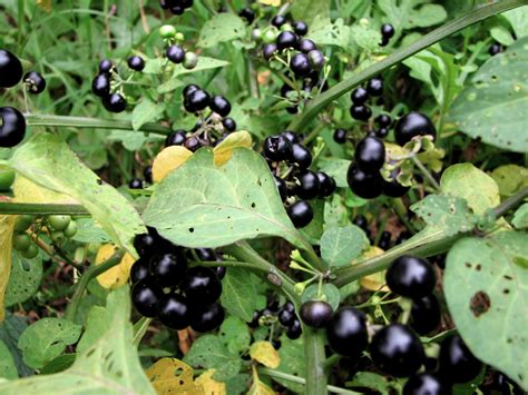 Elkstone Road Edible Garden: Black Nightshade or Wonder Berry