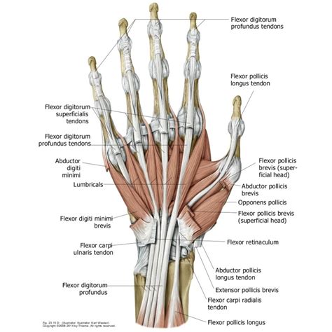 Palmar Hand Muscles II Diagram | Quizlet