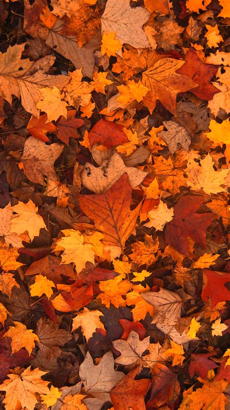 Fall Leaves Wallpaper (73+ images)