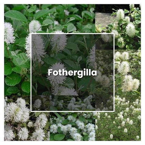 How to Grow Fothergilla - Plant Care & Tips | NorwichGardener