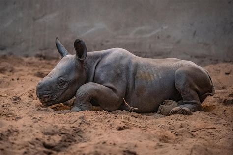 Birth of rare baby female rhino celebrated at Chester Zoo | Express & Star