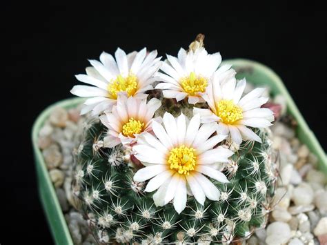 Free picture: cactus, flower, image