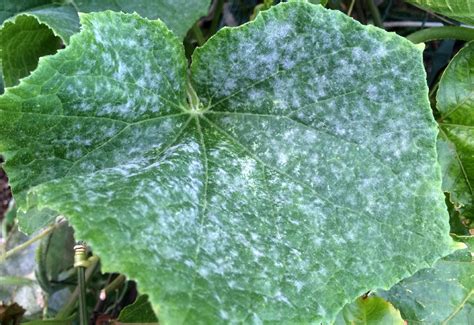 What Causes White Spots on Cucumber Leaves - and How to Prevent It