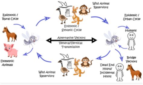 Typical life/transmission cycle of arthropod-borne Flaviviruses ...