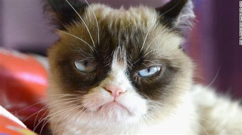 This is why we LOVED Grumpy Cat