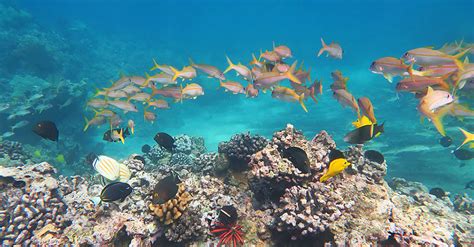 Recommended Maui Snorkeling Spots By Experienced Snorkelers