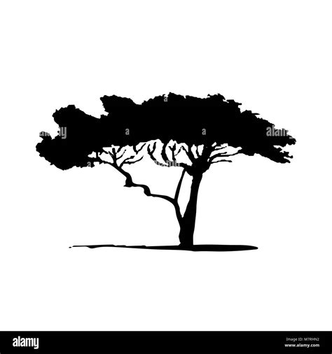 Vector silhouette of acacia tree. African flora Stock Vector Image ...