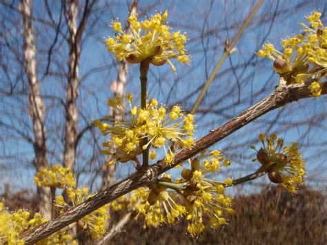 Cornus mas (Cornelia-Cherry, Cornelia-Cherry Dogwood, Cornelian Cherry ...