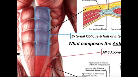 Surface Anatomy Thorax And Abdomen Rectus Sheath Removed Anatomytool ...