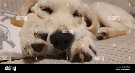 Golden Retriever Puppy sleeping Stock Photo - Alamy