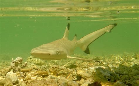 Global study reveals hope for recovery in declining shark populations ...