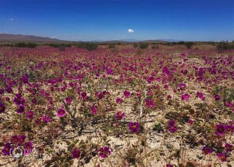 Blossoming Atacama desert | Today's Image | EarthSky