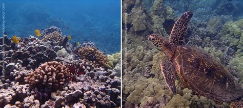 Snorkeling Maui, Hawaii | The best snorkeling spots in Maui