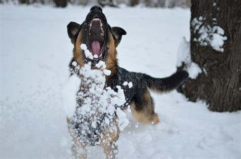 German Shepherd dog stock photo. Image of mouth, decoration - 57174946