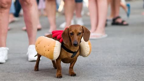 10 Best Wiener Dog Costumes For Halloween [PICTURES] - DogTime