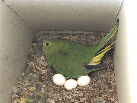 Orange-bellied parrot — DIFFICULT BIRD RESEARCH GROUP