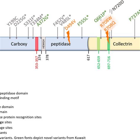 The positions of the ACE2 receptor polymorphisms on the linearized ACE2 ...