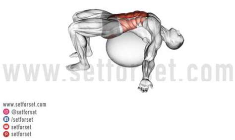 11 Best Rectus Abdominis Exercises & Stretches - SET FOR SET