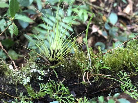 What are epiphytes? | Gulo in Nature