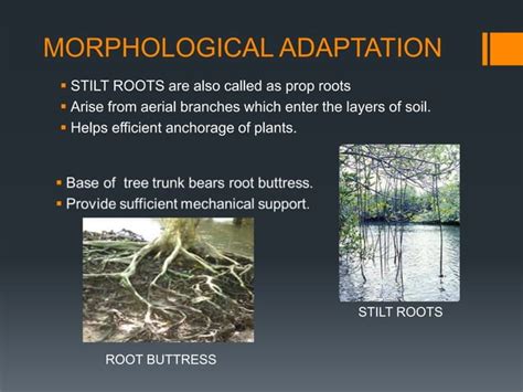 Adaptations of epiphytes and halophytes