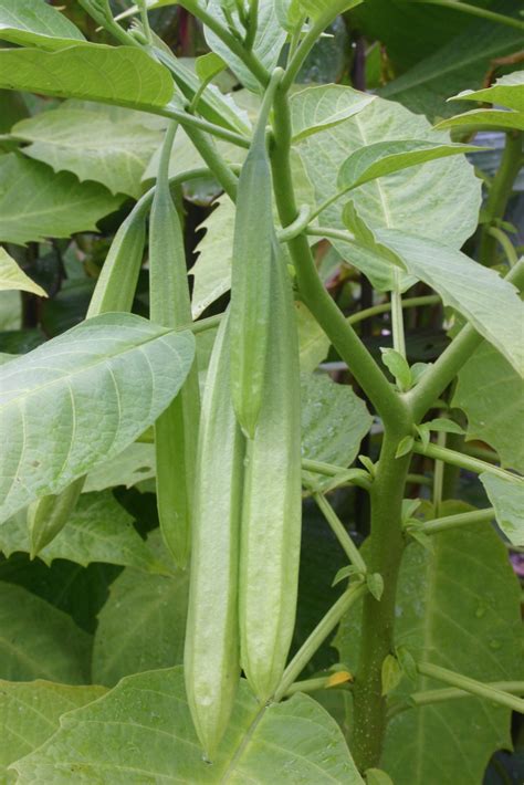 Where Are Angel Trumpet Seeds? | Walter Reeves: The Georgia Gardener