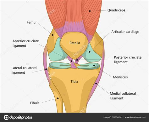 Human Knee Joint Anatomy Knee Tendons Anatomical Diagram Vector de ...