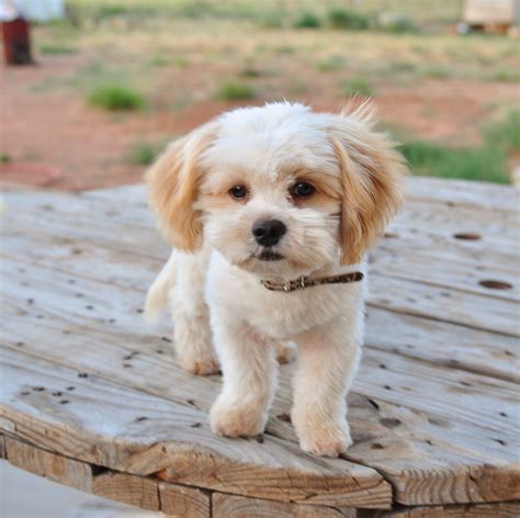 Shih-Poo (Shih Tzu-Poodle Mix) Facts, Temperament, Training, Diet ...