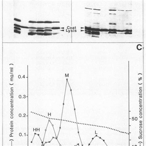 Murein structure after induction of the MS2 lysis proteina during ...