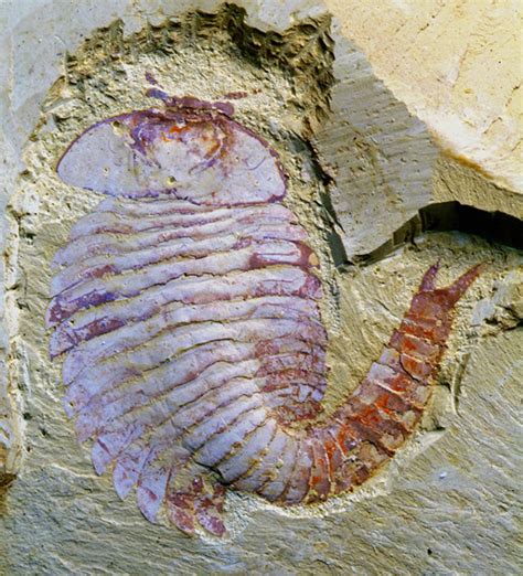 Oldest Arthropod Brain is Surprisingly Complex - Neatorama