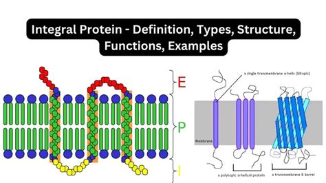 Integral Protein - Definition, Types, Structure, Functions, Examples ...