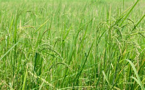 Harvest Rice at Paddy Rice Field . Stock Photo - Image of flour ...