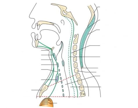 Anatomy of The Retropharyngeal Space — Printable Worksheet