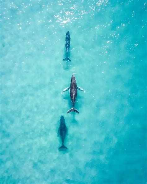 Fraser Island Wildlife Wonders: What Animals can you see on K’gari ...