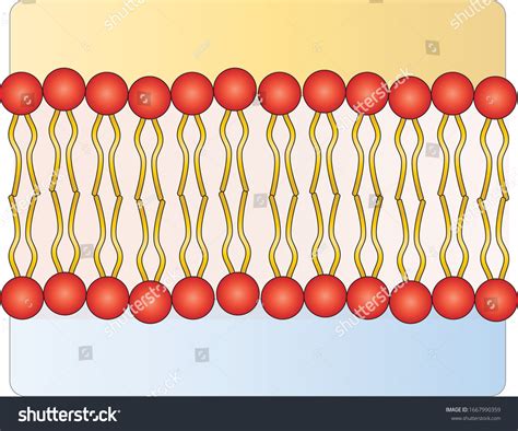 Cell Membrane Phospholipid Structure Vector Stock Vector (Royalty Free ...