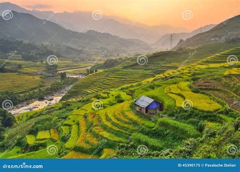 Vietnam Rice Paddy Field stock image. Image of nature - 45390175