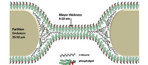 Schematic illustration of typical dimensions of a lipid bilayer and ...