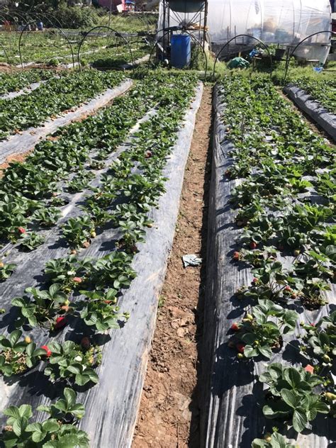 Strawberry Picking at La Trinidad Strawberry Farm - The Bloggeram