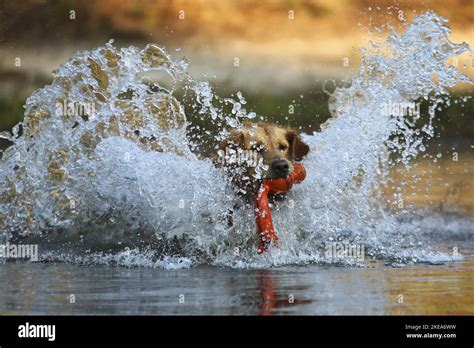 playing Golden Retriever Stock Photo - Alamy