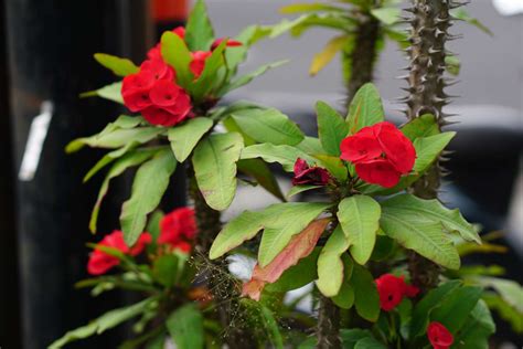 How to Grow Crown of Thorns Plant