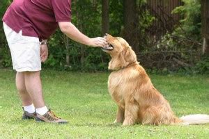 Golden Retriever Training - Best Dog Foods and Holistic Dog Health ...