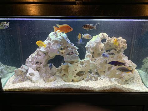 My 100 gallon African Cichlid tank! : r/Aquariums