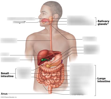 Esophagus Diagram | Quizlet