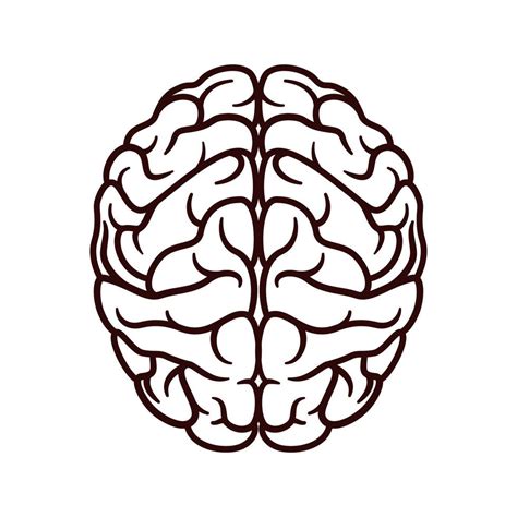 Brain Vector Art, Icons, and Graphics for Free Download