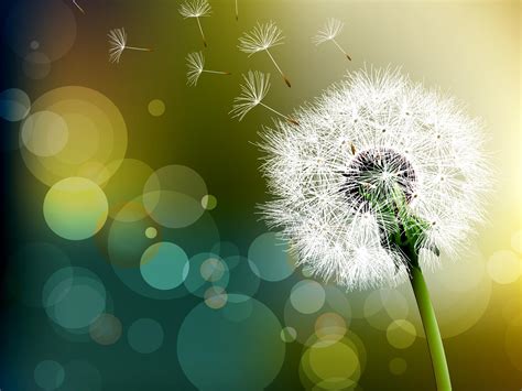 HD Dandelion Wallpaper Free Download