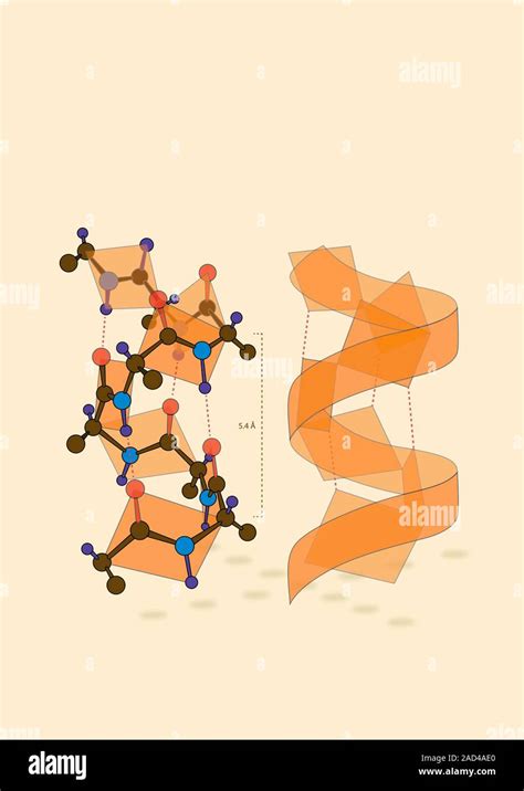 Protein alpha helix structure, diagram. The alpha helix is one of the ...